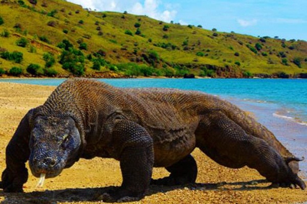 KOMODO TOUR PACKAGE